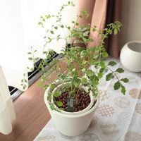 トネリコの木の育て方 剪定の時期や方法は 花を咲かせるコツはなに Greensnap グリーンスナップ トネリコの木の育て方 剪定の時期や方法は 花を咲かせるコツはなに Greensnap グリーンスナップ