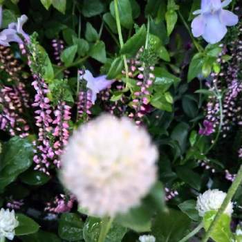涼しげな草花の画像 by kayaさん | 小さな庭とカルーナとセンニチコウとトレニア カタリーナアイスリバーと寄せ植えと涼しげな草花