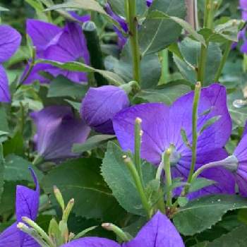 キュン死祭りの画像 by Nico ♪さん | お出かけ先とキキョウとお花大好きと元気もらえると綺麗と癒されるとキュン死祭りと花いろいろと可愛いと紫の花と素敵