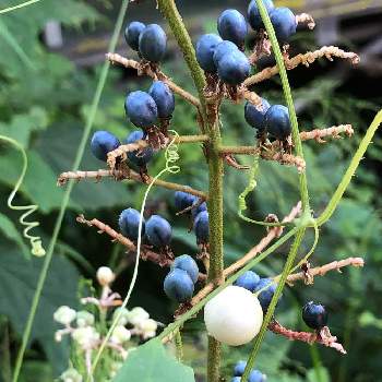 ヤブミョウガの実の画像 by yurijaさん | ヤブミョウガの実とスズメウリとつる性植物と青い実と白い実と里山歩き