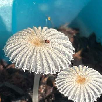 謎のキノコの投稿画像一覧 Greensnap グリーンスナップ