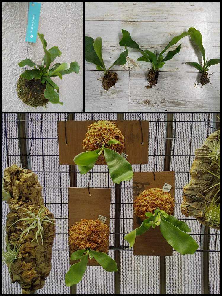 苔玉・苔 skullholic 500x0.jpg