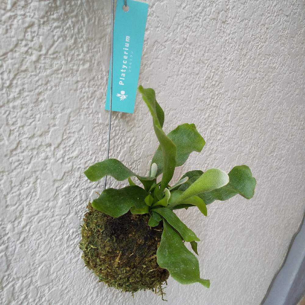 ビカクシダ(苔玉分解)｜🍀GreenSnap（グリーンスナップ）