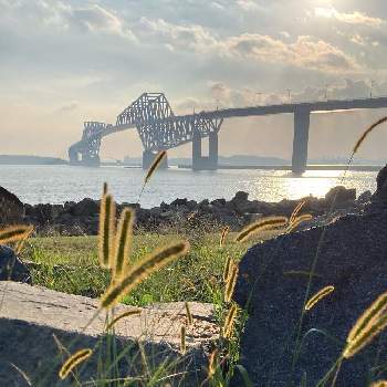 東京ゲートブリッジの画像 by ヤンビビさん | お出かけ先とビックリ！！と海辺の風景と東京ゲートブリッジと若洲海浜公園とヤンビビ雑記帳
