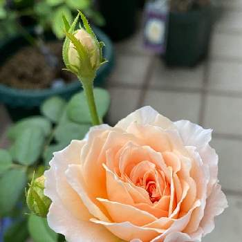 鉢植えの薔薇の画像 by ふぁりさん | バルコニー/ベランダとイングリッシュ ローズと鉢植えの薔薇とタモラ　バラ