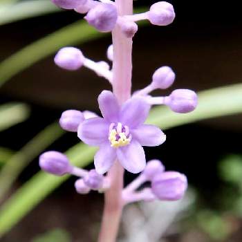 斑入りヤブランの花の画像 by シナモンさん | 小さな庭と植物のある暮らしと小さなお花とお花大好き♡とおうち園芸とお花のある暮らしと 斑入りヤブランと斑入りヤブランの花と薄紫色