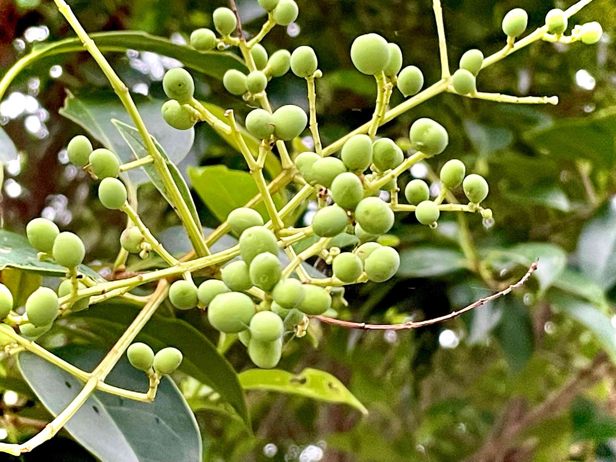 木の実の投稿画像 by lunaさん｜つぶつぶとお出かけ先と生薬と果実酒と