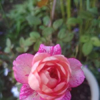 コルダナの画像 by みこたんガーデンさん | 小さな庭とミニバラ  コルダナとばら バラ 薔薇とピンクの花と薔薇のある暮らし♡と素敵な色合いとコルダナと可愛い〜♡と薔薇♪