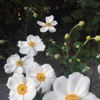 シュウメイギク 秋明菊 の育て方 植え付け時期や栽培適所は Greensnap グリーンスナップ