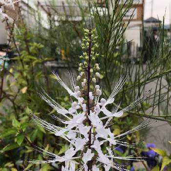 猫のヒゲの投稿画像一覧 Greensnap グリーンスナップ