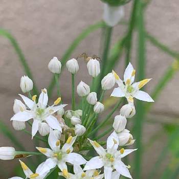 ネギ属の投稿画像一覧 Greensnap グリーンスナップ