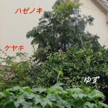 ハゼの木の画像 by あまのじゃくさん | 小さな庭とハゼの木とケヤキの木と朝のパトロールと地植えと庭の一角