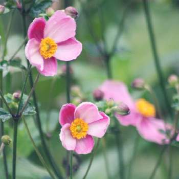義母の庭の画像 by kyonさん | シュウメイギクと自然美と今日のお花と癒し空間と義母の庭と素敵な時間と花のある暮らし