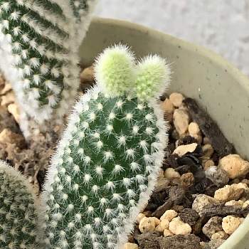 モケモケ の投稿画像一覧 Greensnap グリーンスナップ