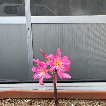 ホンアマリリスの投稿画像一覧 Greensnap グリーンスナップ