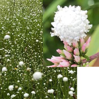 白玉星草の画像 by Cimarronさん | お出かけ先と白玉星草とシラタマホシクサと白い花と可愛い野草/雑草