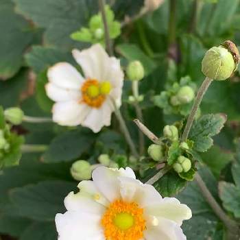 シャクナゲ,スイセン,ヤマブキ,レンギョウ,ローダンセの画像