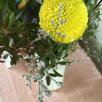 菊の節句の画像 by しなもんさん | 部屋とピンポンマムとミスティブルーと小さなお花と重陽の節句と菊の節句