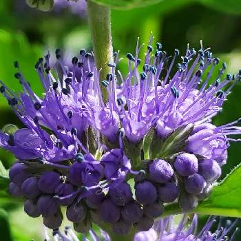 紫組♪の画像 by プリンさん | 広い庭とダンギクと青い花マニアとチーム・ブルーとチーム・ブルーNo.093と紫組♪