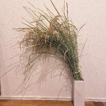 稲刈りの画像 by ちーこさん | 玄関と稲刈りと稲の穗