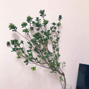 枝物の投稿画像一覧 Greensnap グリーンスナップ