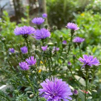 宿根アスター ビクトリアの投稿画像一覧 Greensnap グリーンスナップ