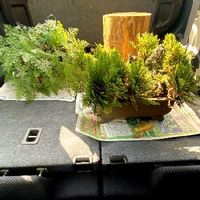 イワヒバの育て方 日当たりや水やり加減やは 増やし方は Greensnap グリーンスナップ イワヒバの育て方 日当たりや水やり加減やは 増やし方は Greensnap グリーンスナップ