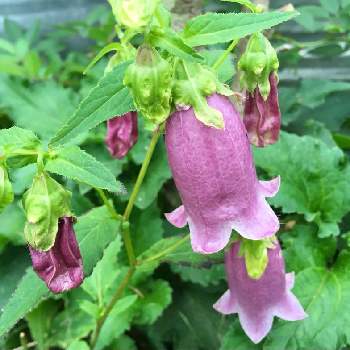 ヤマホタルブクロの投稿画像一覧 Greensnap グリーンスナップ