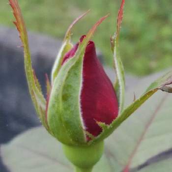 薔薇の蕾の投稿画像一覧 Greensnap グリーンスナップ