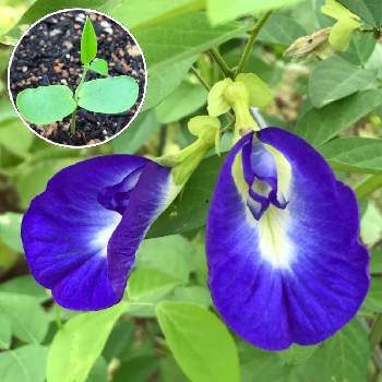 ツユクサブルーの画像 by shizukuさん | バタフライピーと豆科とツユクサブルーと青い花とチーム・ブルー　No.110と青いマメ科マニアと青い花マニアとチーム・ブルーとつる巻き月曜日とつる性植物
