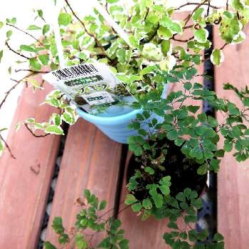 アジアンタム ミクロフィラの投稿画像一覧 Greensnap グリーンスナップ