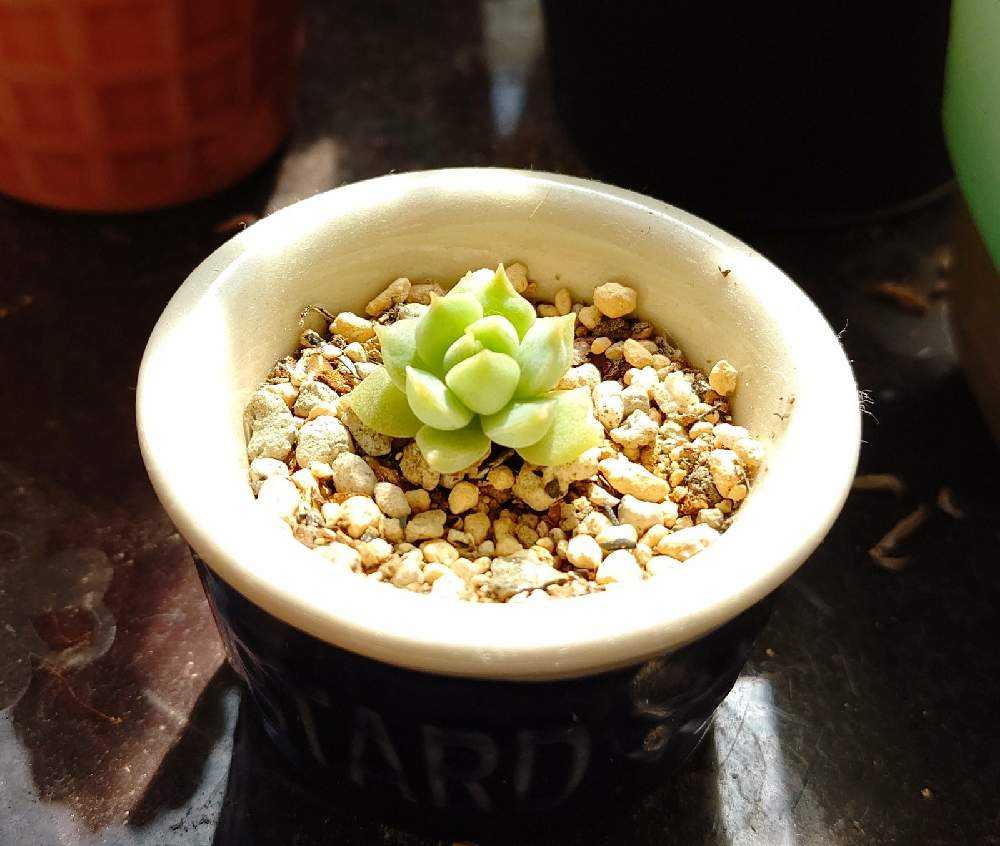 エケベリア(ローラ)葉挿し｜🍀GreenSnap（グリーンスナップ）