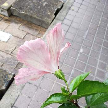 南国の花の投稿画像一覧 Greensnap グリーンスナップ