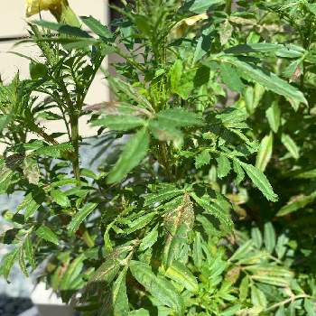 病気の投稿画像一覧 Greensnap グリーンスナップ