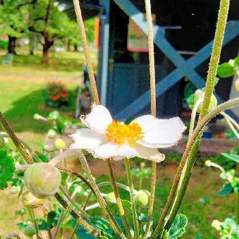 秋の風情の投稿画像一覧 Greensnap グリーンスナップ