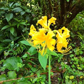 黄色い彼岸花の画像 by りんかさん | お出かけ先と散歩と嬉しい出会いと黄色い彼岸花とショウキズイセン・リコリス