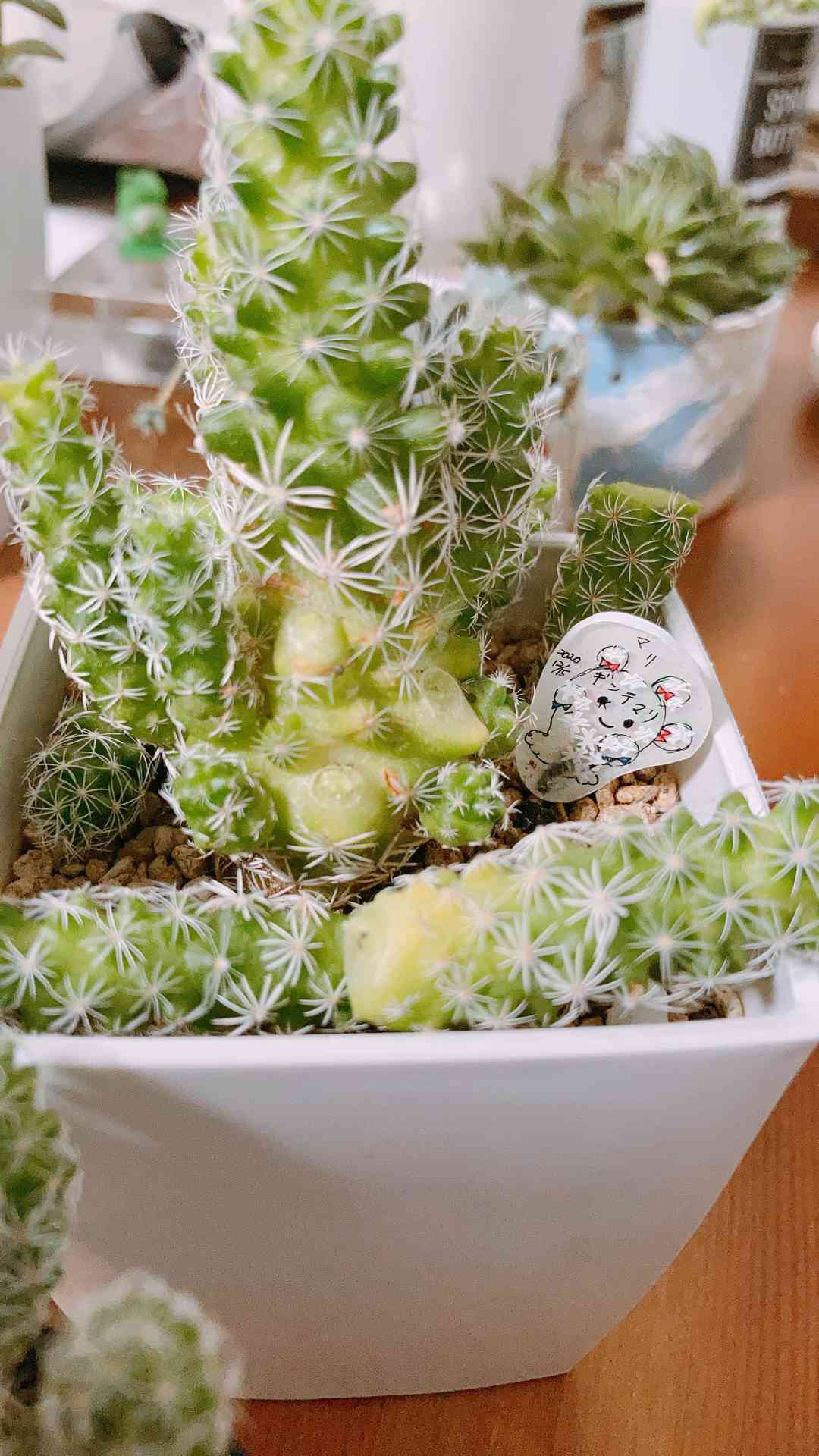 ❶⃞銀手毬のマリちゃんテマちゃんを増やすぞ！他時々サボテンズの記録