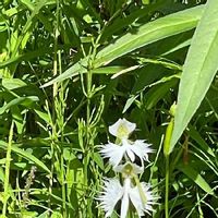 サギソウの育て方 植え付け方法や植え替え時期は Greensnap グリーンスナップ