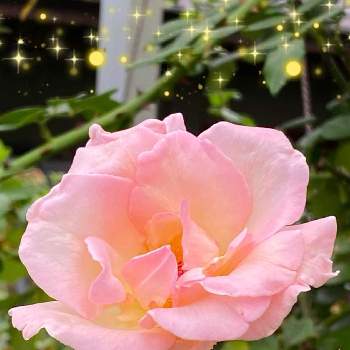 バラのある喜びの画像 by ひみつのアッコちゃんさん | 広い庭と四季咲き大輪バラ　ドリームローズごてんばと鉢植えの花と可愛い花と花のある生活と美しい花とバラを見る喜びと元気な花とバラのある喜びと大好きな花と花を見る喜びと私のお気に入り