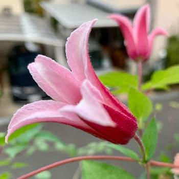 クレマチス エール フクシマの投稿画像一覧 Greensnap グリーンスナップ