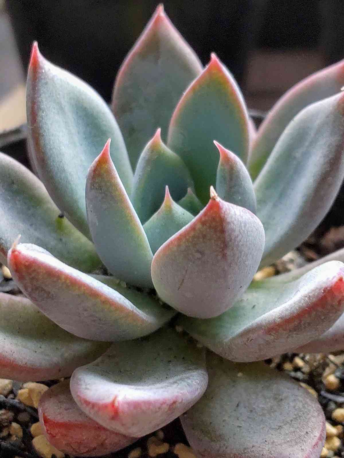 女美月☆の一覧｜🍀GreenSnap（グリーンスナップ）