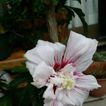 ムクゲ ローズオブシャロンの投稿画像一覧 Greensnap グリーンスナップ