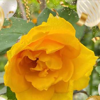 バラのある喜びの画像 by ひみつのアッコちゃんさん | 広い庭と四季咲き大輪バラ　ヘンリーフォンダと鉢植えの花と可愛い花と花のある生活と美しい花とバラを見る喜びと元気な花とバラのある喜びと大好きな花と花を見る喜びと私のお気に入りと加工アプリ使用