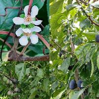 プルーンの育て方 栽培 苗木の植え付け 剪定 収穫の時期や方法は Greensnap グリーンスナップ プルーンの育て方 栽培 苗木の植え付け 剪定 収穫の時期や方法は Greensnap グリーンスナップ