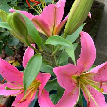 カサブランカ　ピンクの画像 by ごんたさん | 小さな庭とカサブランカ　ピンクとカサブランカと百合の花とおうち園芸と#花のある暮らし