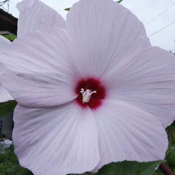  タイタンビカスの画像 by しろちゃんさん | 広い庭と今日も笑顔で♡とアオイ科と大きい花とフヨウ属とピンクの花と タイタンビカスと季節の花とピンクと綺麗と今日も素敵な1日を〜と可愛い〜♡