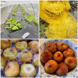 冬野菜,そうめんカボチャ,おうちde菜園,イチジクの甘露煮の画像