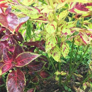 ピングーのコリウスの投稿画像一覧 Greensnap グリーンスナップ