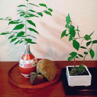 エゴノキ,盆栽,実生,石の日,たねのエゴノキの画像