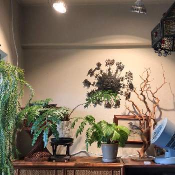フペルジア ゴエベリーの画像 by ぴーさん | 部屋とフペルジア ゴエベリーとカラテア・オルビフォリアとリュウビンタイと植物育成ライト